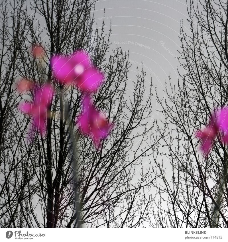 fensterbank Orchidee Baum Winter Fenster rosa grau schwarz Geäst Baumkrone Blume Sehnsucht Fensterbrett Himmel Fräulein obskur Ast Aussicht Blühend tree trees