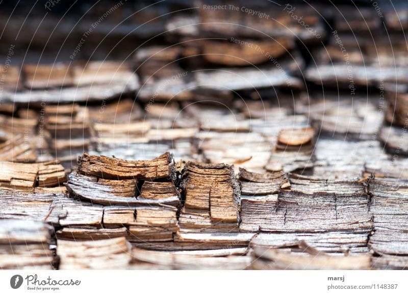 Alterungsprozess Jahresringe altes Holz außergewöhnlich authentisch eckig einfach einzigartig Natur Verfall Vergänglichkeit Zerstörung verfallen Ende