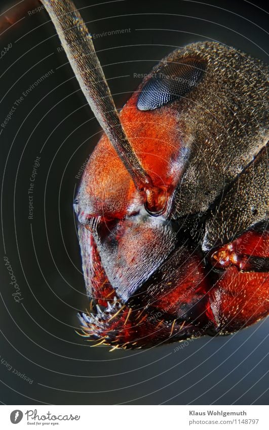Die Augen der Anderen Natur Tier Wald Tiergesicht Ameise Rote Waldameise Insekt 1 blau braun orange schwarz weiß Chitin Farbfoto Nahaufnahme Detailaufnahme