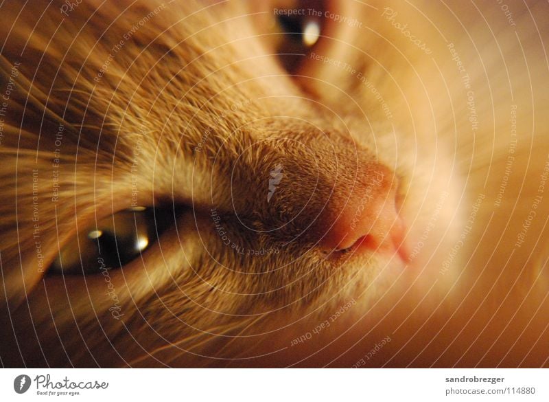 Cat Katze verträumt kuschlig träumen Fell Miau Säugetier Hauskatze Mietze Wärme Müdigkeit liegen Auge Katzenauge Schnauze Detailaufnahme