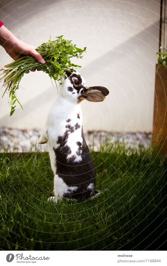 TANZhase Turnen Akrobatik Mädchen Hand Finger 1 Mensch 8-13 Jahre Kind Kindheit Schönes Wetter Garten Haustier Tiergesicht Fell Pfote Zwergkaninchen Säugetier