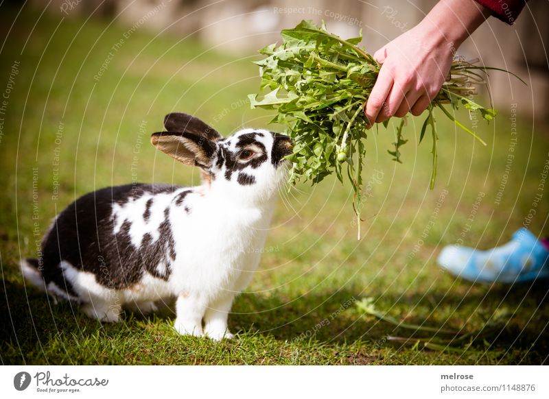 schnupper schnupper Hasenfutter Löwenzahn Mädchen Kindheit Hand Finger Fuß 1 Mensch 8-13 Jahre Haustier Tiergesicht Fell Pfote Zwergkaninchen Hase & Kaninchen