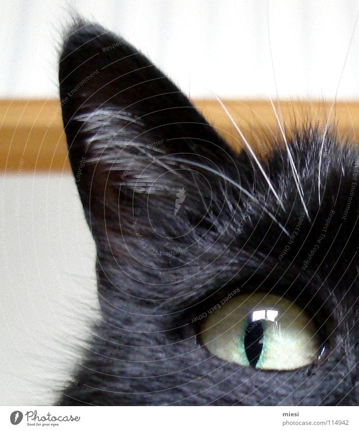 Mieze Katze Fell schwarz Tier kuschlig Pupille böse Säugetier Ohr Auge Katzenkopf Gesichtsausdruck Gesichtsausschnitt Anschnitt Katzenauge Katzenohr