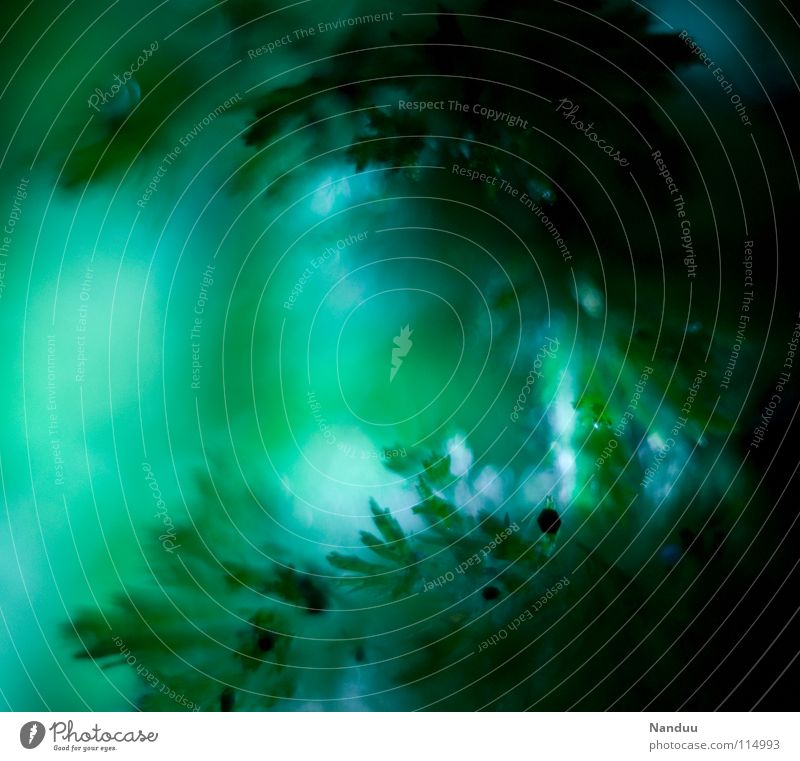 Oh Tannenbaum grün Makroaufnahme Hintergrundbild Unschärfe Tiefenschärfe Nadelbaum Fichte Eiskristall Experiment Winter Petersilie Nahaufnahme