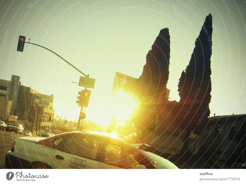 TAXI DRIVER Kalifornien Los Angeles San Francisco Taxi Ampel Baum Zypresse Gegenlicht heiß lässig Krimineller Sommer fahren Taxifahrer abbiegen Filmindustrie