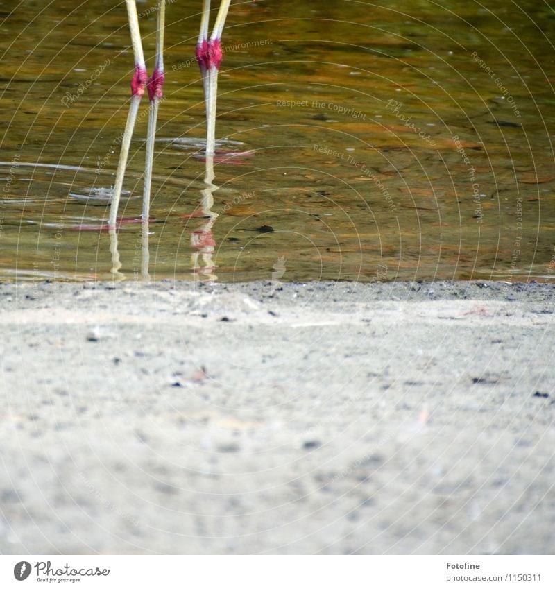 Bade | Wetter Umwelt Natur Tier Urelemente Erde Sand Wasser Schönes Wetter Küste Seeufer Teich Vogel 2 nah nass natürlich Flamingo Beine Farbfoto mehrfarbig