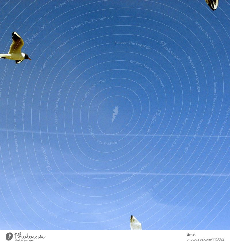 Schnäppchenjäger Strand Luftverkehr Himmel Küste Ostsee Wildtier Vogel Flügel 3 Tier schreien blau Zufriedenheit Energie Umwelt Möwe Schweben Kondensstreifen