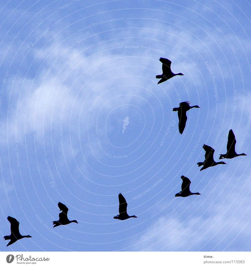 Überflieger Himmel Wolken Wildtier Vogel Flügel Gans Tiergruppe Schwarm blau ästhetisch Zufriedenheit Leben Schweben Süden Vogelschwarm 8 Schwärmerei Leittier