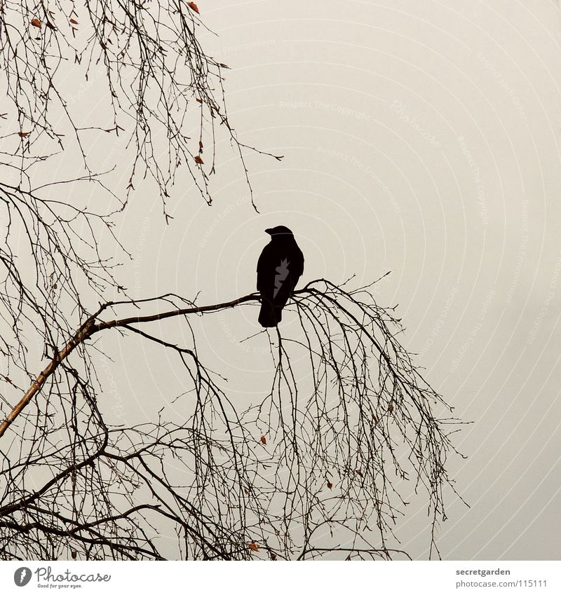krabat Krähe Rabenvögel Vogel Baum Blatt laublos Winter Herbst hocken hockend Raum schlechtes Wetter Wolken ruhig Erholung Trauer Langeweile Pause gefährlich