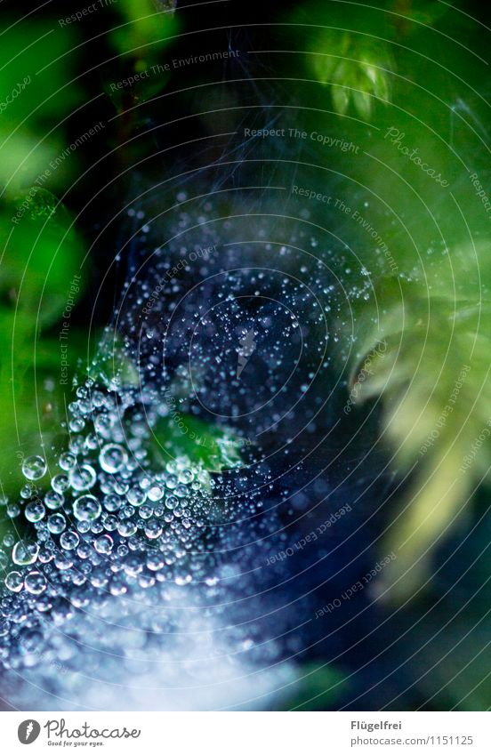 Punkt, Punkt Natur grün Wassertropfen Wald Bach Blatt Pflanze Spinnennetz Detailaufnahme Schwache Tiefenschärfe gepunktet nass Regenwasser verfangen Muster