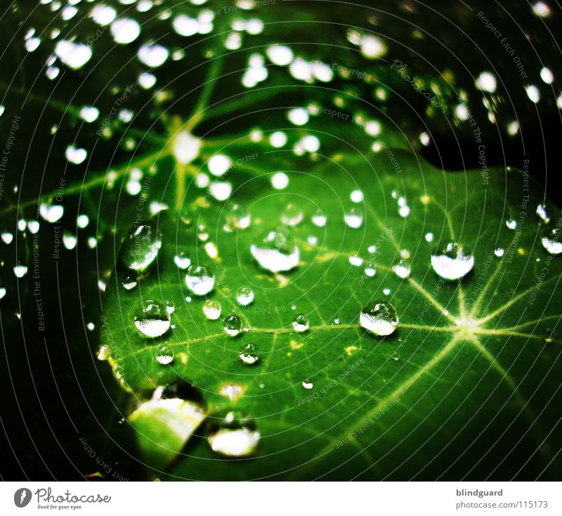 We're Stars Tränen Regen Wassertropfen Tropfen Blatt Reflexion & Spiegelung grün Stern (Symbol) Makroaufnahme nass Leben Garten frisch Licht glänzend Linie