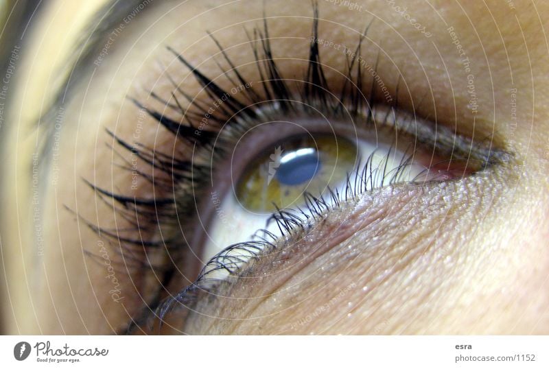 Mein Blick Wimpern Pupille Augenbraue Nahaufnahme Frau Detailaufnahme