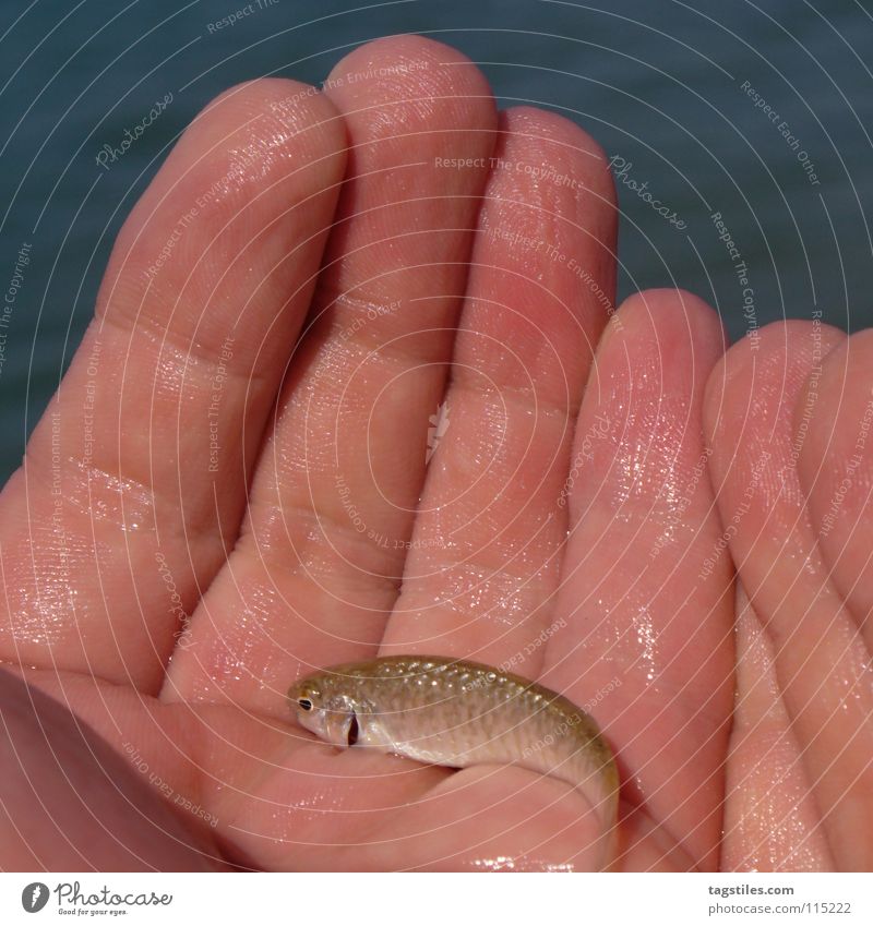 MACHT Hand atmen Atem Überleben Glätte fischig Kieme Finger Biologie beobachten Blick untersuchen Kopfschuppe Meer feucht nass Fisch Macht Angst Panik Leben