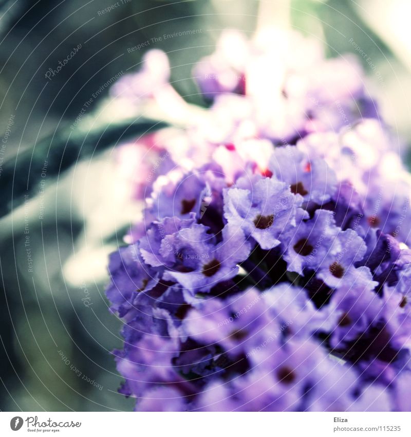 ..besonders der Lichteinfall.. Blume Sträucher violett Blüte klein zart Unschärfe Frühling Sommer schön Gefühle weich Makroaufnahme Natur Garten exotisch