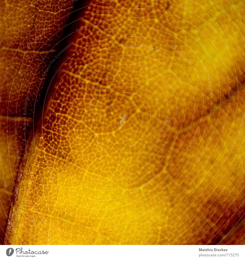 Herbstende Herbstlaub herbstlich Blattadern Herbstfärbung gelb Hintergrundbild Makroaufnahme Bildausschnitt