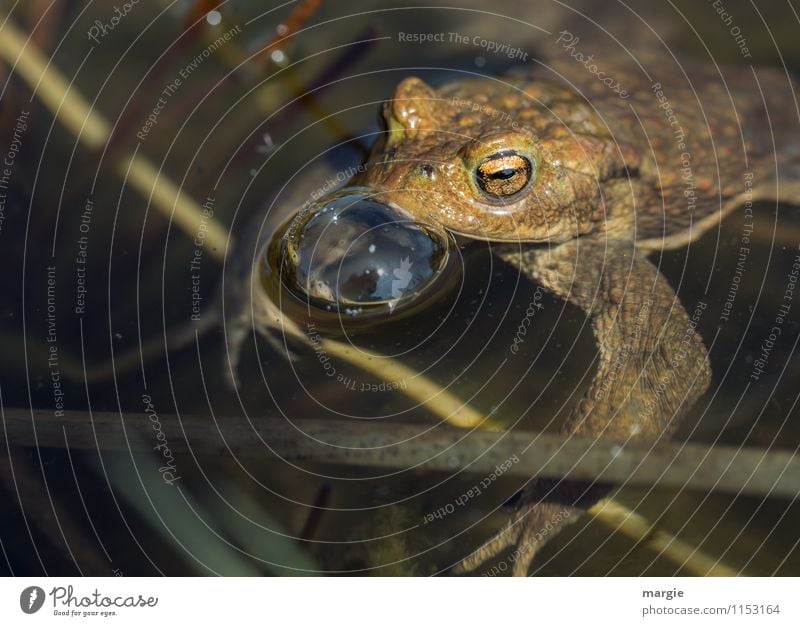 Eine Kröte im Teich mit einer Wasserblase Natur Wassertropfen Seeufer Flussufer Bach Biotop Tier Wildtier Frosch Tiergesicht Froschauge 1 Schwimmen & Baden