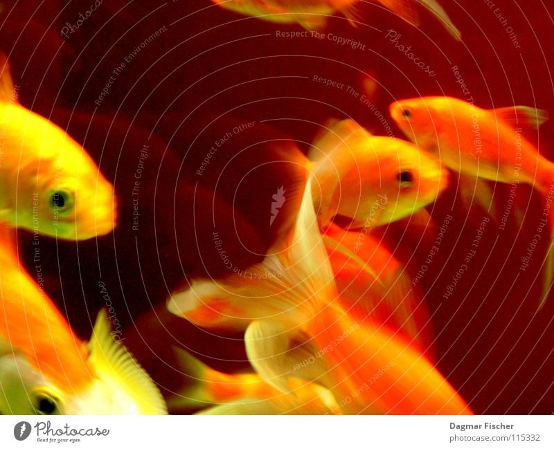 Sushi Farbfoto mehrfarbig Makroaufnahme Unterwasseraufnahme Freude Leben Angeln Meer tauchen Freundschaft Zoo Tier Wasser Teich See Bach Fluss Fisch Aquarium
