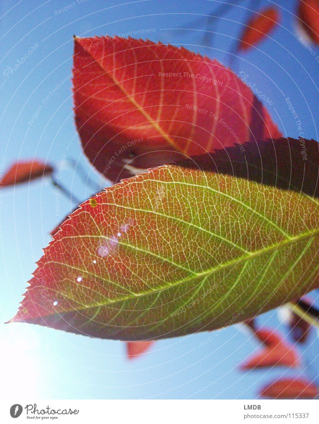 Herbstlaub 2 Blatt Baum Pflanze rot grün gelb September Oktober Jahreszeiten Licht Kraft Vergänglichkeit Reflexion & Spiegelung Himmel blau fallen Lampe Farbe