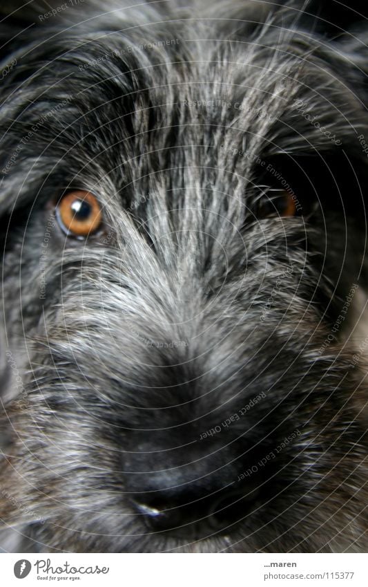 Frida! Hund Nasenloch Plüsch schwarz grau bernsteinfarben Bernstein Schnauze feucht nass Klarheit Hundeblick Fell Tier Säugetier Wuschel scheckig Blick orange