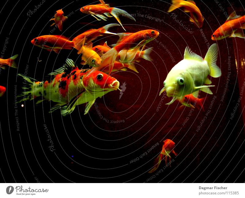 Alle meine Fischlein... Farbfoto Makroaufnahme Unterwasseraufnahme Leben Angeln Meer tauchen Freundschaft Zoo Tier Wasser Teich See Bach Fluss Aquarium Schwarm