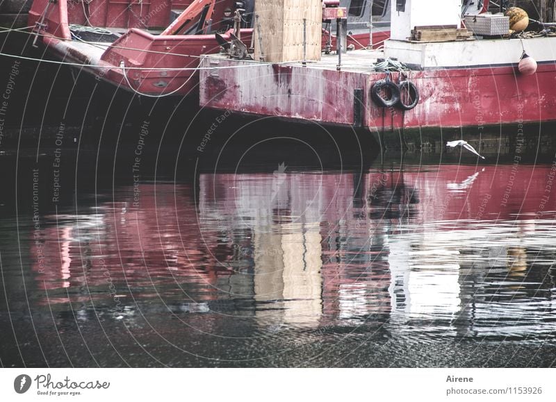 im Trüben fischen Fischereiwirtschaft Fischerboot Wasser schlechtes Wetter Nebel Hafen Schifffahrt Wasserfahrzeug Tier Vogel Möwe Möwenvögel 1 Metall Rost