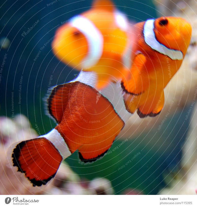 Clownfisch Zoo Haustier Fisch Aquarium 2 Tier Tierpaar weiß Meerwasser Findet Nemo orange Seewasser Farbfoto Unterwasseraufnahme Tag Bewegungsunschärfe
