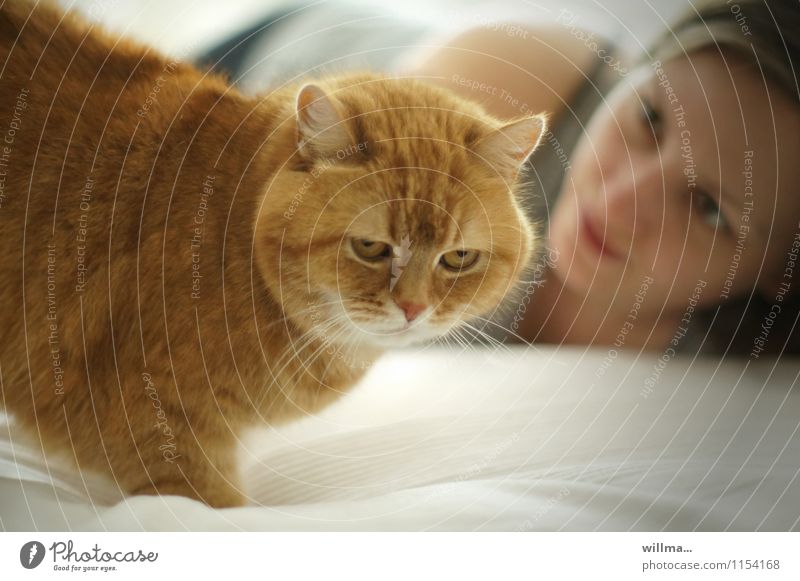 rote Hauskatze mit junger Frau auf dem Sofa Katze Haustier Tierliebe Junge Frau beobachten junges Mädchen Zu Hause Entspannen schön majestätisch Stolz Bett