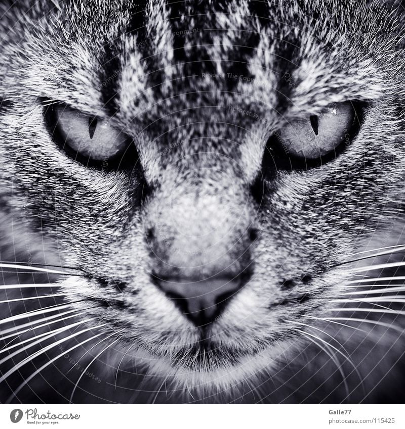 im Visier Katze Silhouette Schnurrhaar grimmig böse dunkel durchdringen Blick Aussehen flau Wut Konzentration Symmetrie Hauskatze beobachten Profil Katzenauge