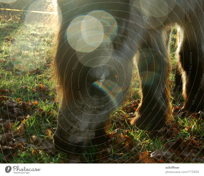 Fleckenferd Pferd Kaltblut Fressen Ernährung Mahlzeit Pflanzenfresser Sonnenlicht Gegenlicht Lichtpunkt Weide Tierheim Winter kalt Säugetier Pony Lebensmittel