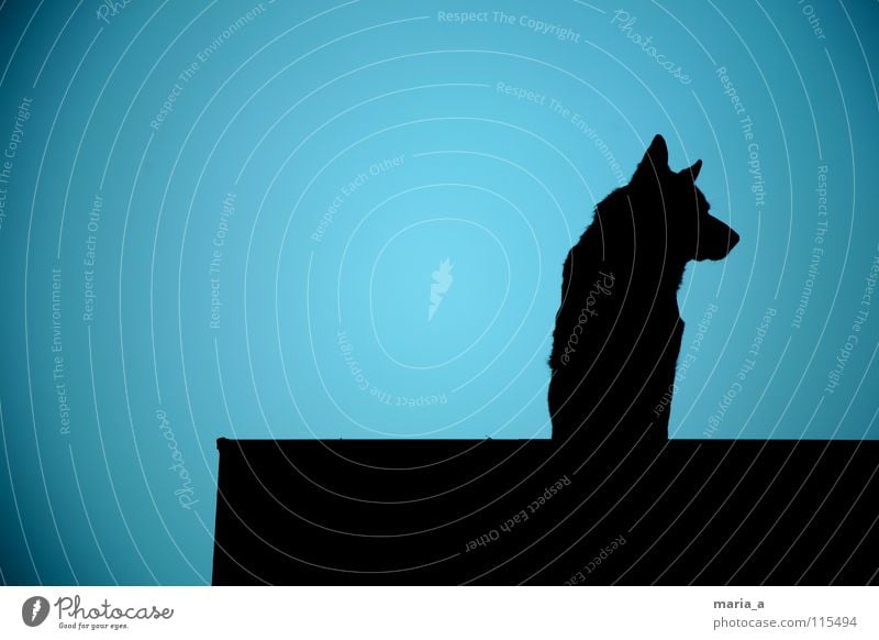 wachhund vom dach Hund stark Wächter Wachsamkeit Publikum schwarz Kontrolle Kraft groß laut Schutz Beschützer dunkel Sicherheit Ohr schnautze