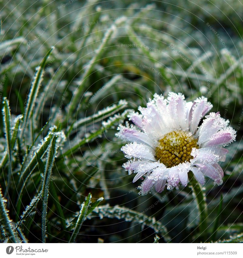 Blüte eines Gänseblümchens mit Eiskristallen an den Blütenblättern auf einer Wiese Winter kalt frieren Raureif Morgen gefroren Blume Blütenblatt Stengel Gras