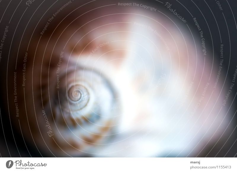 Spirale vom Schneckenhäuschen auf den Punkt gebracht Schneckenhaus Meditation harmonisch hypnotisierend einfach natürlich gedreht drehen minimalistisch