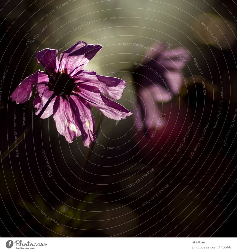 GEBURTSTAGSBLUME Blume Blüte Gegenlicht Gratulation Computer-Nutzer online trüb hängen lassen Herbst violett schwarz grün Freude Wiese Margerite Natur Zählfred