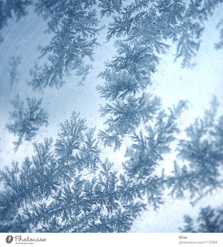 Eisblumen aus Schnee auf blauem eisigem Hintergrund Winter Jahreszeiten Januar Februar trist kalt Eiskristall Eisfläche Fensterscheibe Licht Beleuchtung