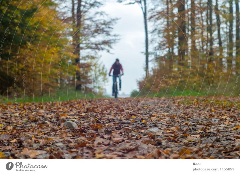 Herbsttour Sport Fahrradfahren Mountainbike Blatt Wald Wege & Pfade Fußweg Fahrradtour braun sportlich Wolken herbstlich Farbfoto Gedeckte Farben Außenaufnahme