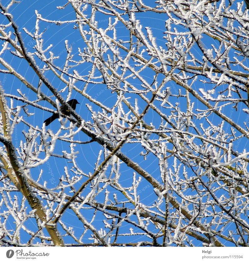 schwarz auf weiß... Winter kalt Raureif Baum Geäst verzweigt Vogel Rabenvögel braun Zusammensein schön nebeneinander lang dünn durcheinander Dezember frieren