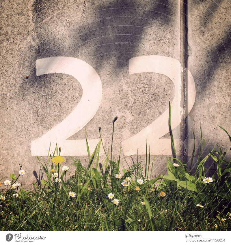 titan Frühling Sommer Pflanze Blume Gras Blüte Ordnung Reihenfolge 22 18-30 Jahre Ziffern & Zahlen Schriftzeichen Schilder & Markierungen Spalte Mauer