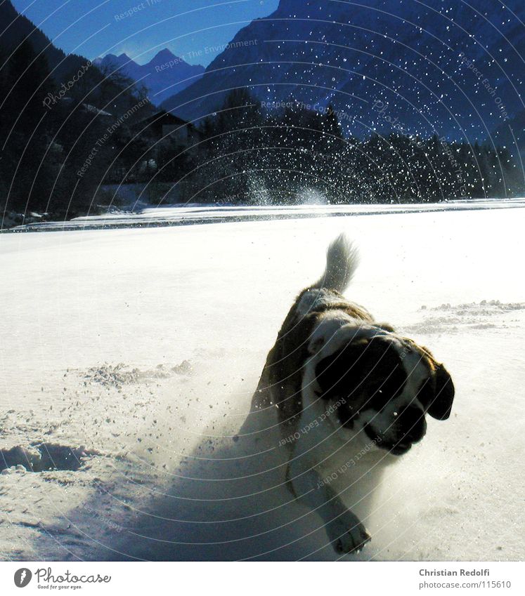 Berhardiner Hund Spielen Schneelandschaft 100 Meter Lauf Intuition Wetter Winter kalt Tier Bernhardiner Fluss Lech Landschaft laufen Hundespiel Bergretter