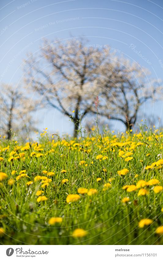 Kirschblüte und Löwenzahn Natur Landschaft Pflanze Wolkenloser Himmel Frühling Baum Gras Blüte Wildpflanze Löwenzahnfeld Kirschblüten Wiese Hügel atmen Blühend