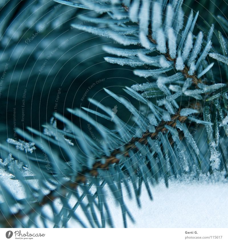 tanneblau kalt Winter Eiszeit Raureif Tanne gefroren winterfest Weihnachtsbaum Tannennadel Nadelbaum Frost tannegrün befroren blautanne pieks Schnee