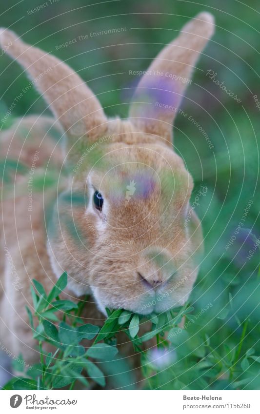 Möhrchen | Hattu keine? Muttu streiken Vegetarische Ernährung Leben Tier Schönes Wetter Tiergesicht Hase & Kaninchen beobachten Fressen ästhetisch Coolness blau