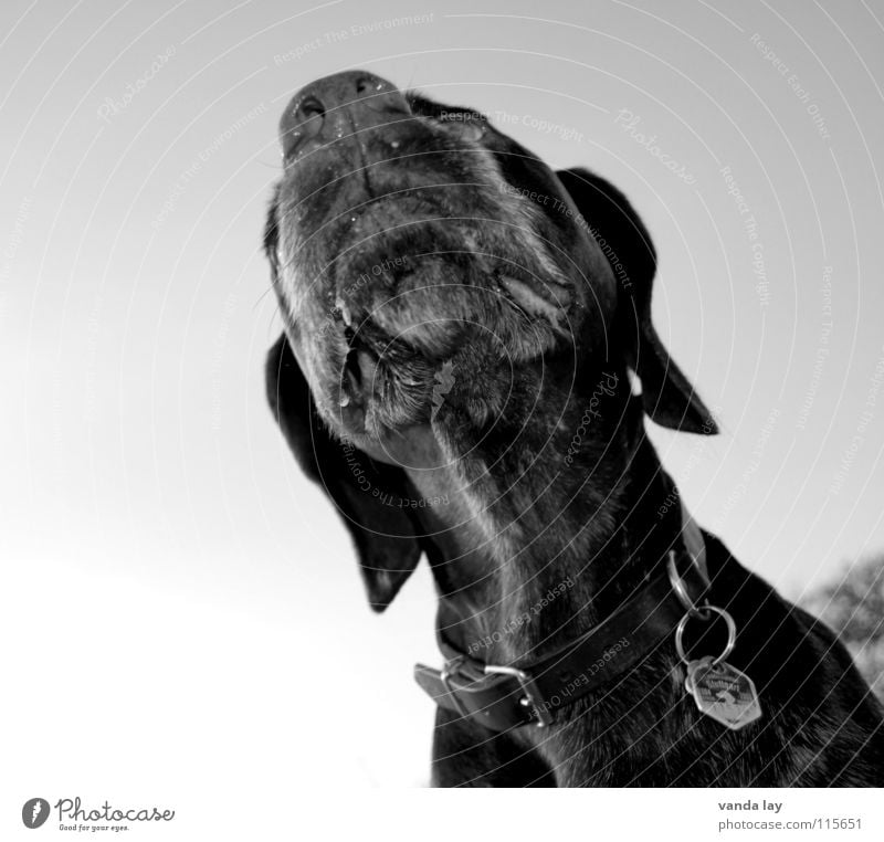 Der Nase nach Hund Jagdhund Jäger Halsband Hundemarke Luft Hängeohr schwarz weiß Schwarzweißfoto Säugetier Paul Deutsch Kurzhaar Geruch schüffeln Sinnesorgane