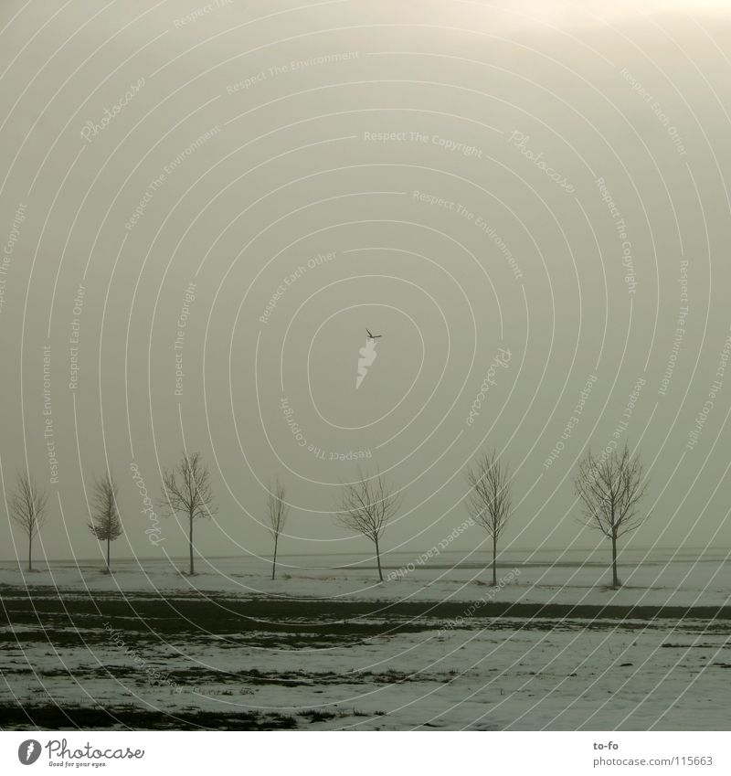 November 1 Nebel grau trist Allee Herbst Feld kalt Einsamkeit Wege & Pfade Schnee ruhig