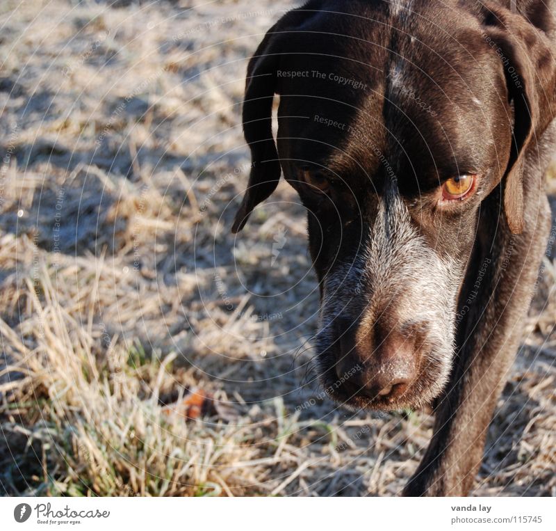 Blick Jagdhund Hund Jäger Tier Treue beste Luft Spaziergang auslaufen braun Geruch Winter Raureif Gras Wiese Säugetier Vertrauen Paul Deutsch Kurzhaar verlass