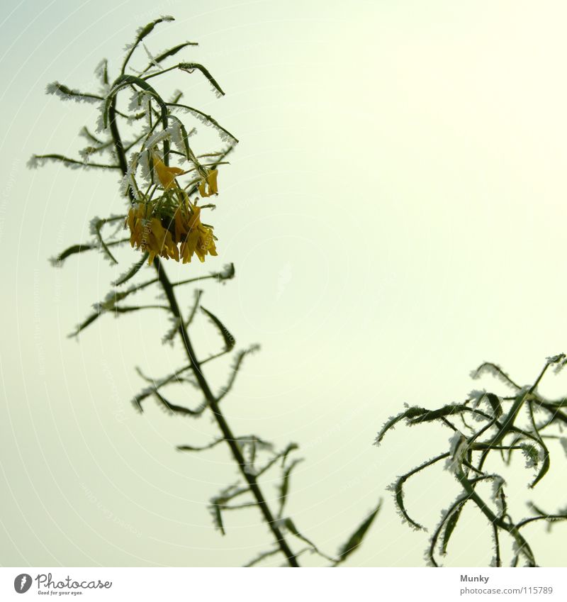 Nicht hängen lassen! Winter Raps Blüte grün Wolken Reifezeit Photosynthese aufstrebend unten Ranke chaotisch durcheinander Quadrat Landwirtschaft Feld Himmel