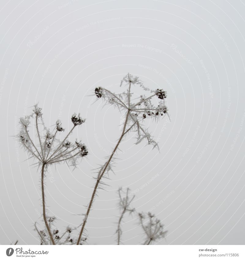 komische rute mit eispinkeln zu weihhnachten lustig Angelrute Sträucher weiß Eispickel Pflanze Winter Eiszapfen Eiskristall Freisteller Raureif Blüte