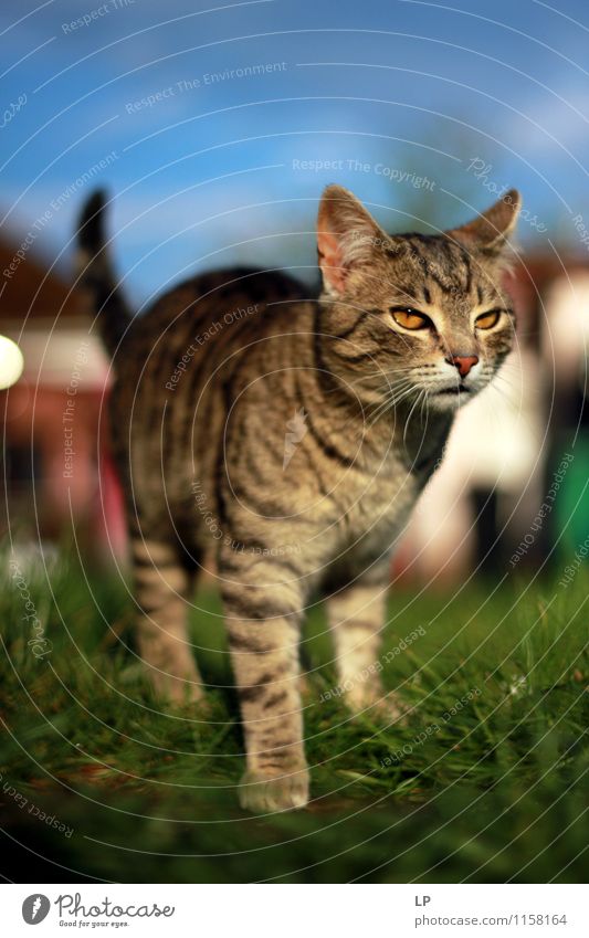 Gyuri Haustier Katze 1 Tier beobachten entdecken frieren Blick stehen bedrohlich Neugier wild braun selbstbewußt Coolness Kraft Macht Mut Vorsicht Gelassenheit