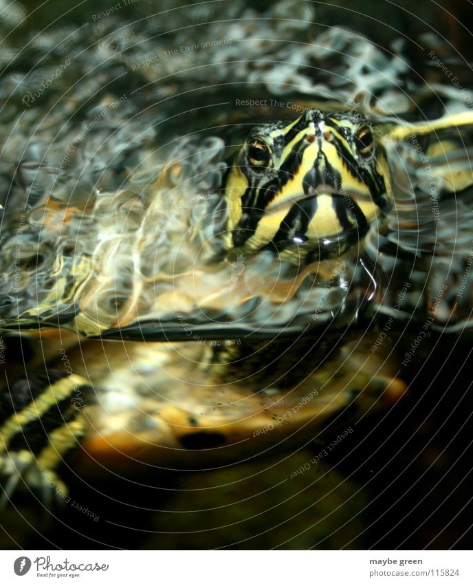 Da bin ich... Schildkröte Aquarium Tier Streifen Würzburg Reflexion & Spiegelung Kröte Sammy Wasser alt gepanzert Schwimmen & Baden