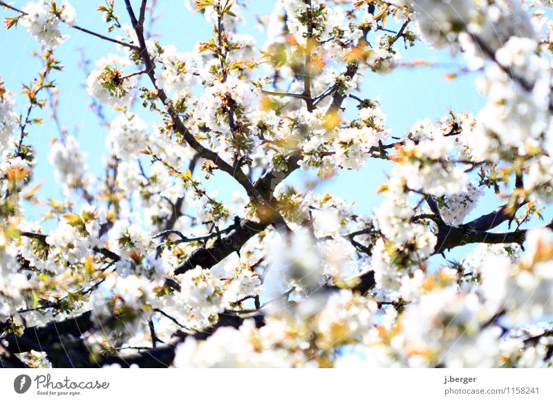 kirschfabrik Natur Pflanze Himmel Wolkenloser Himmel Frühling Schönes Wetter Blüte Nutzpflanze Blühend Duft blau weiß Kirschbaum Kirschblüten Blütenknospen
