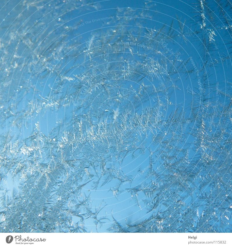 Eiskristalle im Sonnenlicht an einer Glasscheibe vor blauem Himmel Winter Schnellzug Eisblumen frieren Fenster kalt glänzend Morgen gefroren Minusgrade weiß